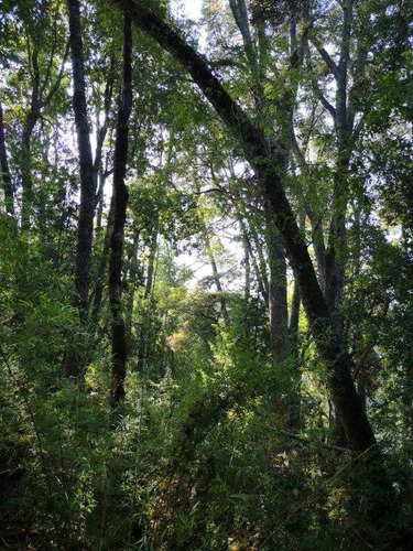Imagen 7 de 8 de Loteo ,belleza Escenica,arbolado,bosque Nativo