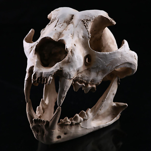 Esqueleto De Cabeza De Animal Artificial 6