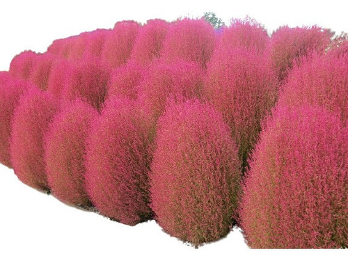 Imagem 1 de 10 de Sementes De Cipreste De Verão - Grama Vermelha - Kochia