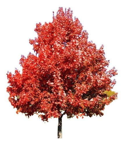 Imagem 1 de 10 de Sementes Acer Rubrum Red Maple Árvore E Bonsai +frete Grátis