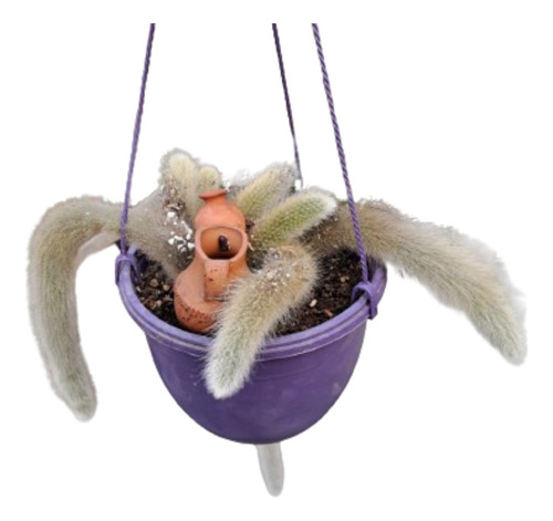 Cactus Cola De Zorro Planta Viva