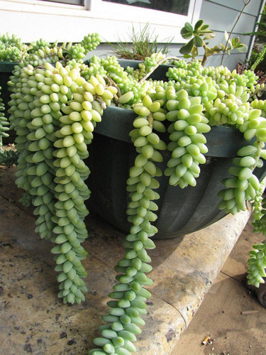 Cola De Borrego