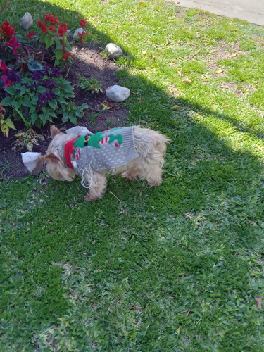 Servicio Yorkshire Terrier Macho