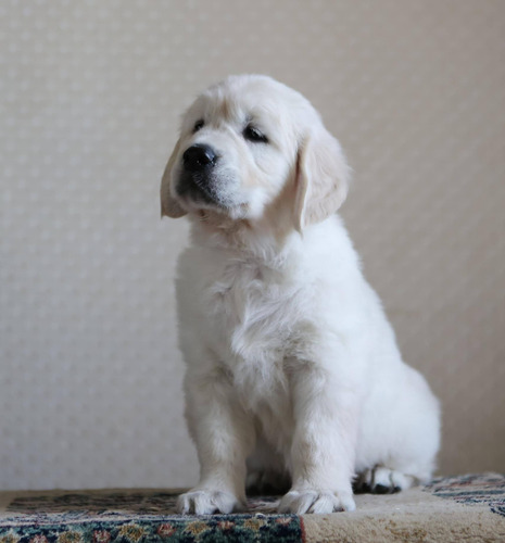Los Golden Retriever Con Mas Historia - Criadero Tribu