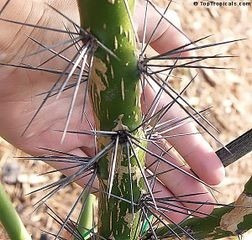 Sementes De Quiabento Cerca Viva + Espinhos Não Passa Nada