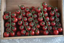 Comprar Semillas De Tomate Edox F1 Paquete De 20 Semillas