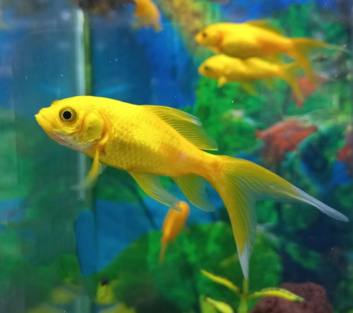 Peces Pez Goldfish Agua Fria Acuario Naranja Amarillo X3