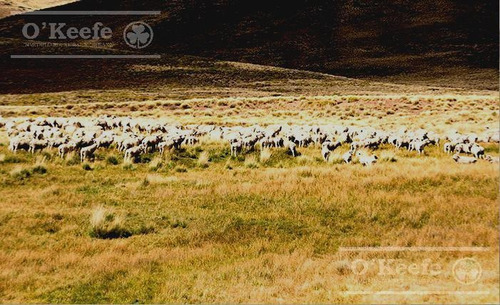 Imagen 18 de 24 de Campo De 2400 Has En Venta En Bariloche - Patagonia Argentina - Fly Fishing