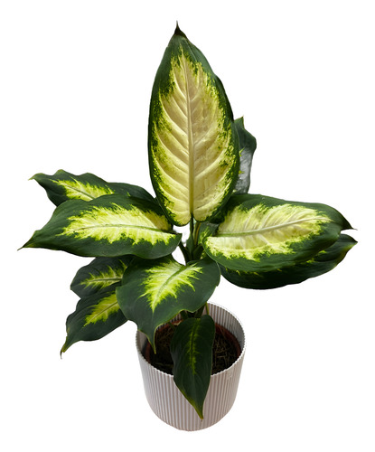 Dieffenbachia Jupiter M14 Planta De Interior
