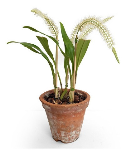 Orquídea Dendrochilum Glumaceum Planta Adulta 3 A 4 Bulbos