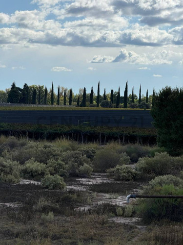 Finca Y Bodega En Venta En Rivadavia