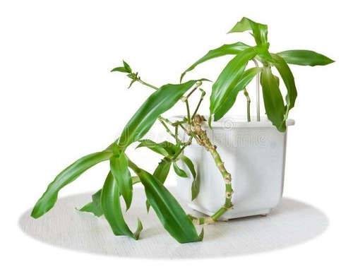 Imagen 4 de 7 de Callisia Fragrans Planta Medicinal Canasta Cesta Cadena