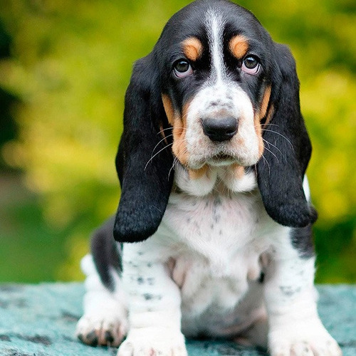 Basset Hound Filhotes Lindos