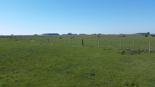 Imagen 3 de 9 de 415 Hectáreas Ganaderas Agrícolas A 23 Km De Treinta Y Tres.