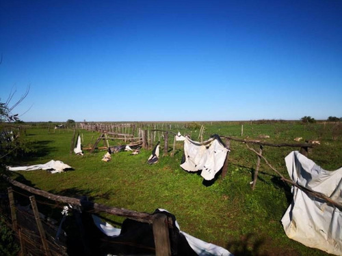 Imagen 23 de 29 de Campo De Isla Ganadero, 2.000 Has Sobre El Paranacito