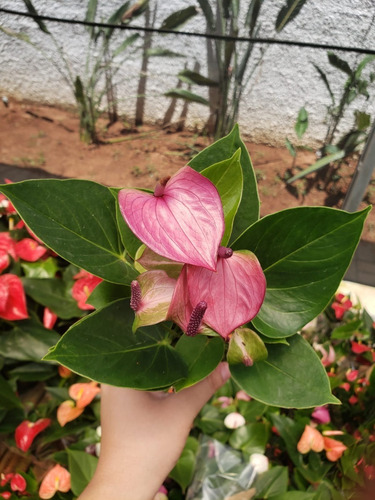 Mini Antúrio Roxa Lilás Planta Adulta E Natural Pt 09 | Parcelamento sem  juros