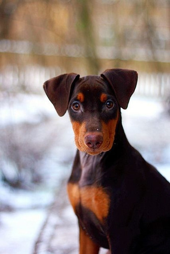 Cachorro Doberman Perrito Doverman Puppy Dobermen Cachorrito