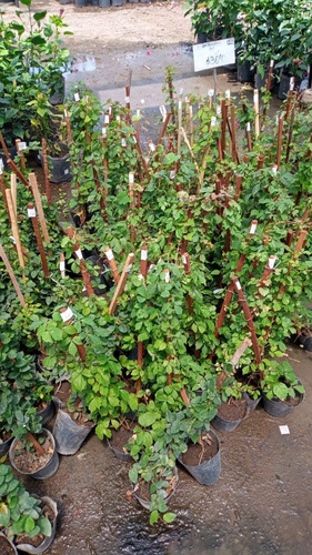 Imagen 4 de 9 de Enamorada Del Muro 6 Plantas - Entrega Gratis Amba