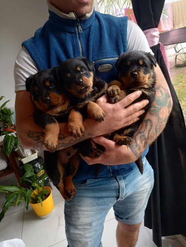 Rottweiler Cachorros Hermosos R