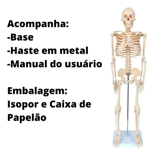 Esqueleto De 85cm Anatomia Humana Medicina Do Corpo