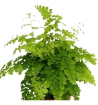 Comprar Culandrillo Culantrillo Adiantum Helecho Nativo