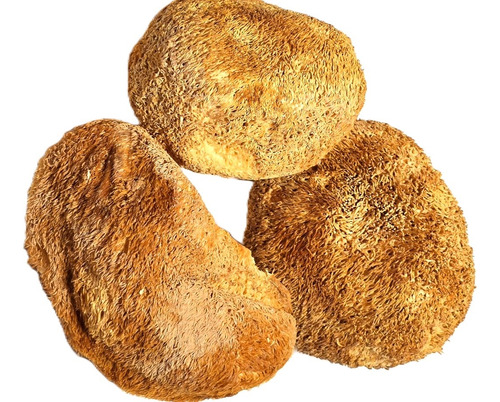 Melena De Leon Hongo X 1kg ( Nuevo Ingreso)