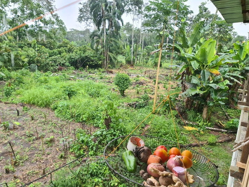 Imagen 11 de 14 de Linda Finca 32 Hectáreas Jambelí - Lago Agrio - Oriente