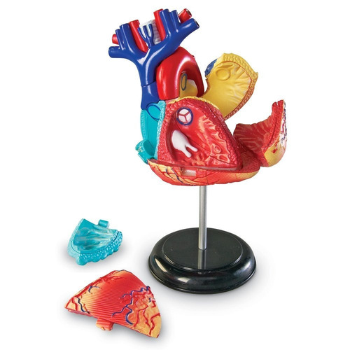 Modelo Corazón Humano Anatomía Figura Juego Didáctico 29 Pzs