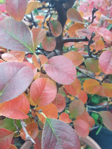 Bonsai De Pseudocydonia Sinensis Membrillero Rojo Otoñal