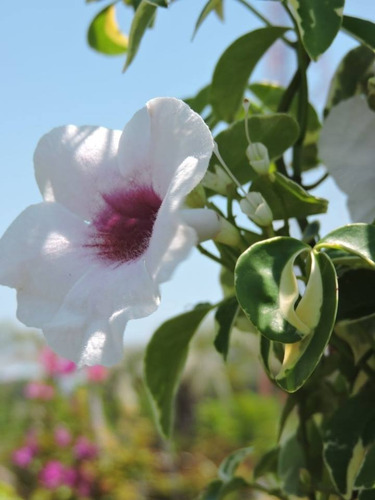 Pandorea, Trompetita, Trepadoras, Enredaderas, Vivero