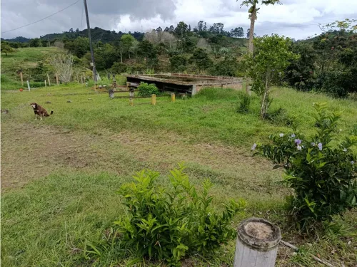 Venta Finca Filandia A Borde De Carretera - 20 Cuadras