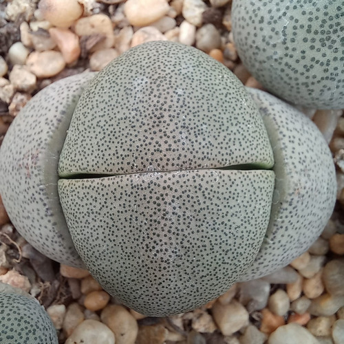 1 Pleiospilos Nellii (cactus Piedra/suculentas)