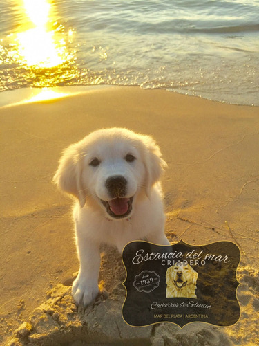 Golden Retriever Cachorros Criadero Estancia Del Mar