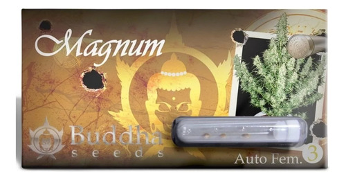 Magnum Auto Buddha Seeds X3 