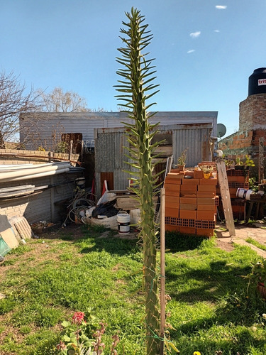 Imagen 2 de 2 de Vendo Cactus Mide 2m 30cm Esta Muy Bien Cuidado