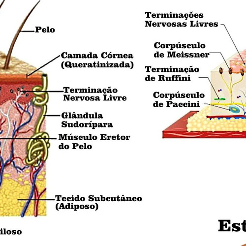 Poster Anatomia Da Pele 65x100cm Sistema Tegumentar - Decoração Dermatologista - Plastificado - Para Sala Consultório - Cabelo Pelo - Pele - Unhas