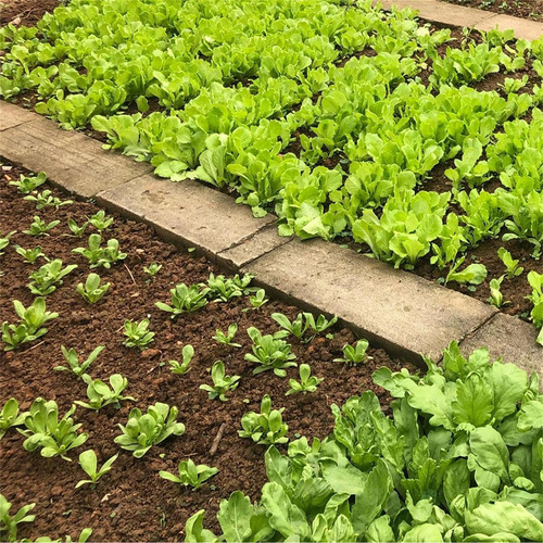 Herramienta De Jardinería Cuadrada De Semillas Esparcidor De