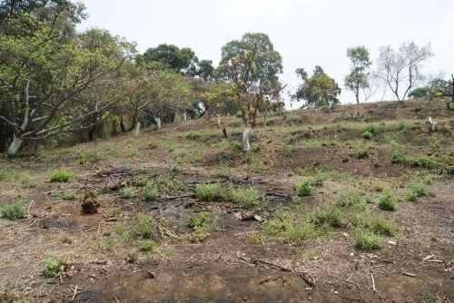 Imagen 4 de 6 de Terreno Campestre Totolapan, Morelos
