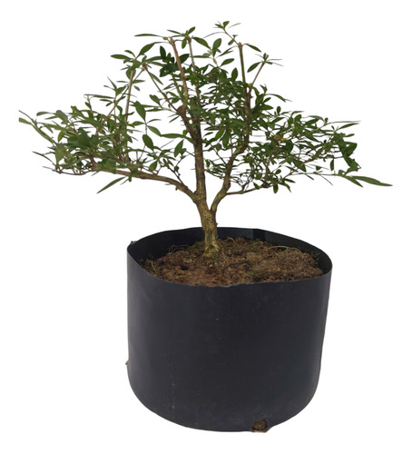 Pré Bonsai Serissa Chinesa 05 Anos ( Cod.026)