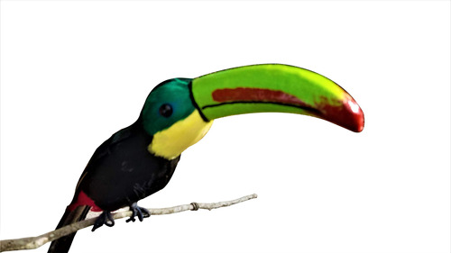 Toucan Completo Hecho Mano Ultra Ligero Pluma Real Pie