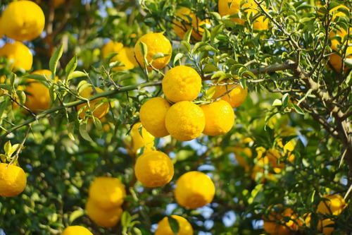 Árbol De Limón Yuzu, Más Semillas 