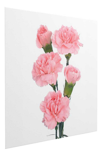 Lienzo Clavel Suave En Tono Rosa Pastel 65x65