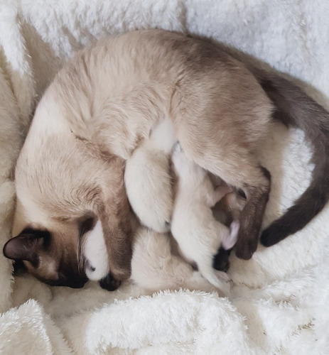 Imagen 2 de 2 de Gatitos Siameses En Cordoba Capital