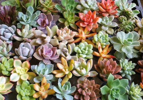 Suculenta Echeveria Mix Sementes P/ Mudas Frete Barato