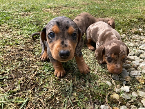 Cachorros Teckel Dachshund 