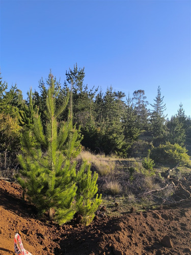 Parcelas Planas En Pichilemu, Orilla De Asfalto.