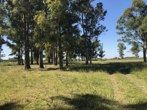 Imagen 7 de 12 de Venta Fracción De Campo Con Mejoras En San Miguel Del Monte
