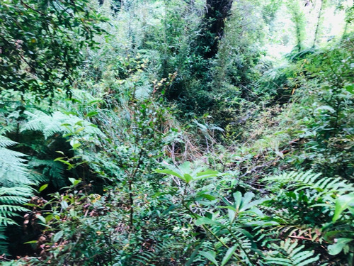 Parcela Parque Tepuhueico, Comuna De Chonchi . Chiloé