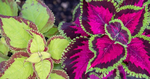 Semilla Coleus / Cretona - As - Origen Holanda - Aqualive