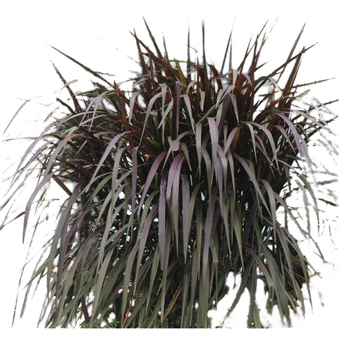 Planta Gramínea Pennisetum Prince